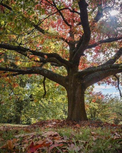 Big Oak Tree Aesthetic, Oak Tree Aesthetic, Oak Tree Wallpaper, Wc Oc, Big Oak Tree, English Oak Tree, Large Oak Tree, Woodland Photography, Black Oak Tree