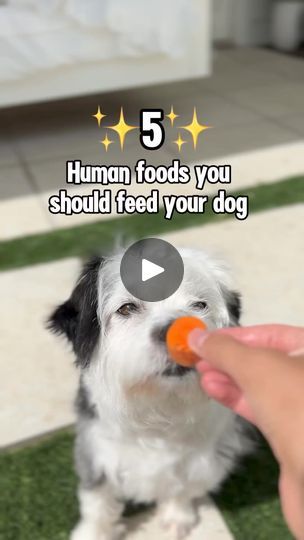 1M views · 3.1K reactions | 5 human foods for your dog thanks to @lucylou_awsomedoodle 🐾:Carrot 🥕 - Supports healthy vision. Greatsource of fiber. Good low calorie treat! Can help clean plaque and tartar.Celery 💚- Low in calories. Antibacterialproperties can help freshen breath. Reduces inflammation and can help regulate blood pressure.Apple 🍎 - Rich in fiber. Great source of antioxidants which in turn support skin and coat health. Can possibly have a “Calming effect”.- Boiled Egg 🥚 - Easy and great source of protein. Rich in vitamins Biz, Do and iron. Can help eye, brain, and immune system health.The glucosamine in eggs can aiso support joint health.Greek yogurt 🍦 - Help support digestion dueto probiotics. Has anti-inflammatory compounds that may help reduceinflammation. Great way t Eggs For Dogs, Dog Tear Stains, Healthy Vision, Doggie Treats, Teddy Dog, Puppy Treats, Dog Tips, Healthy Dog Food Recipes, Human Food