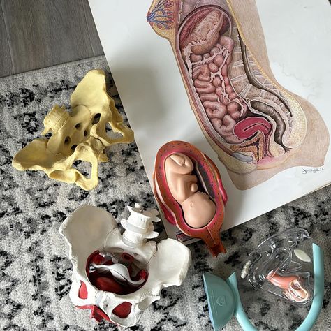 Props! I love being able to use tools to help visual learners! Our classes and workshops encompass many learning styles and for students of all ages! Join our next round of classes and workshops! #sparrowdoulaservices #newbrunswick #postpartum #doula #breastfeeding #anatomy #nbdoulas #birth #saintjohnnb #sussexnb #frederictonnb #education #childbirtheducation Doula Care, Doula Services, Postpartum Doula, Childbirth Education, Breast Feeding, Visual Learners, Learning Styles, Future Life, Postpartum