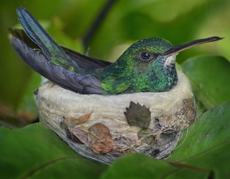 Martha Stewart would approve of this hummingbirds decor on her nest! Colobus Monkey, Hummingbird Nests, Great Whale, Hummingbird Nest, Hummingbird Pictures, It Takes A Village, Takes A Village, Hummingbird Art, San Diego Zoo