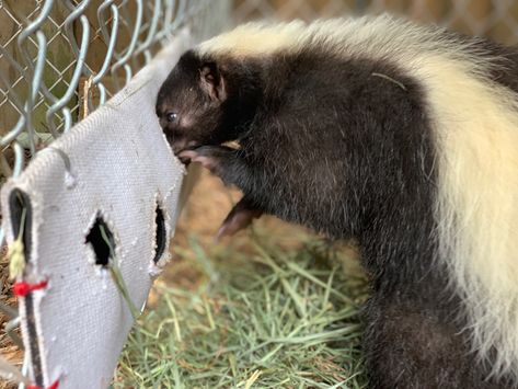 Skunk Enrichment, Raccoon Enrichment, Monkey Enrichment, Primate Enrichment, Zoo Enrichment, Animal Enclosures, Enrichment Projects, Animal Enrichment, Wildlife Rehabilitation