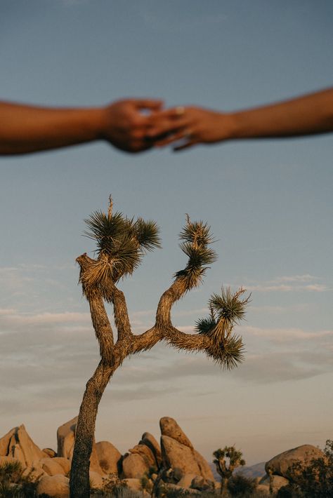 Joshua trees, cacti flowers and the warmth of the setting sun tickling on skin. I always dreamed about a photoshoot in Joshua Tree and somewhat managed to do exactly that with Sofia and Alec. I really don't know what it is, but this environment looks so strange and beautiful in it's own way. Especially during and after sunset. It may not be the biggest or best known park, but I just can't get enough of these strange trees and the overall vibe. Call me a Joshua Tree Fangirl. Cacti Flowers, Joshua Trees, Joshua Tree Elopement, California Trip, The Setting Sun, California National Parks, Joshua Tree National Park, Setting Sun, Engagement Photo Outfits