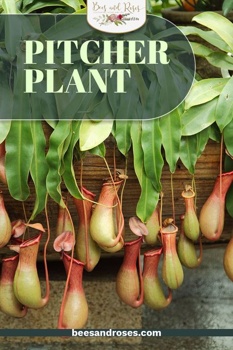 Pitcher Plant Care, Carnivorous Plants Care, Carnivorous Plants Terrarium, Carnivorous Pitcher Plant, Water Garden Plants, Pitcher Plants, Snake Plant Care, Plante Carnivore, Bog Garden