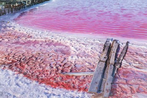 Burgas Bulgaria, Pink Lake, The Donkey, Travel Advice, Bulgaria, Grand Canyon, Things To Do, Salt, Lake