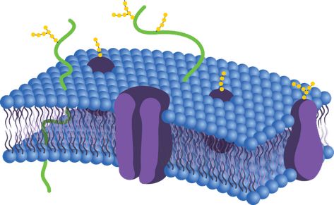 Phospholipid Bilayer ( Read ) | Biology | CK-12 Foundation Phospholipid Bilayer, Protein Biology, Cellular Healing, Biology Of Belief, Cellular Biology, Bruce Lipton, Healing Diet, Plasma Membrane, Mast Cell