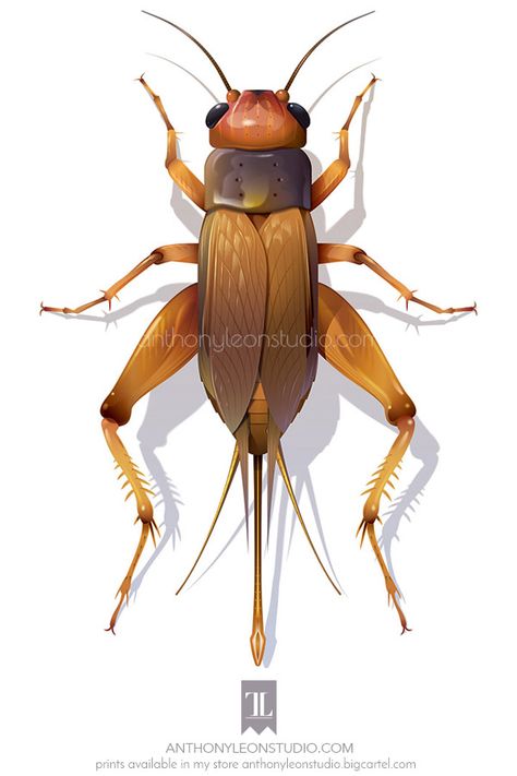 Artwork of cricket done in graphic style. #cricket #cricketart #insect Cricket Insect Art, Crickets Illustration, Cricket Animal, Cricket Illustration, Cricket Insect, Carnival Posters, Doodle Tattoo, Scientific Illustration, Pinocchio