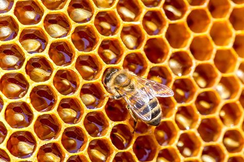 Facts And Myths, Harvesting Honey, Honeybee Art, Smiling Animals, Raising Bees, Portrait Background, Bee Keeper, Basic Skills, Common Myths