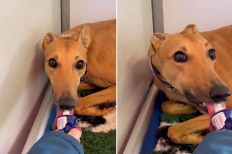 Unexpected treat brings "nervous" rescue greyhound out of her shell — Newsweek Rescue Greyhound, Greyhound Rescue, Apple News, Greyhound, Shells, Bring It On, Animals