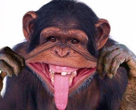 49 Pictures of Chimps to Brighten Your Day ... Funny Monkey Pictures, Ugly Animals, Funny Emoticons, Monkey Pictures, Monkey Face, Funny Animal Photos, Pet Monkey, Monkeys Funny, 웃긴 사진