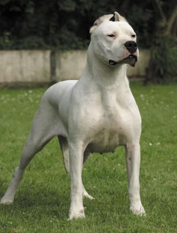 Las 10 mejores razas de perros guardianes Dog Argentino, Dogo Argentino Dog, Aggressive Dog Breeds, Guard Dog Breeds, Dangerous Dogs, Tibetan Mastiff, Bully Dog, English Mastiff, Aggressive Dog