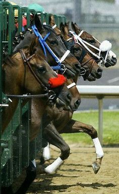 Rasy Koni, Thoroughbred Horse Racing, Sport Of Kings, Thoroughbred Horse, Derby Day, Horse Crazy, Sport Horse, Clydesdale, Equestrian Life