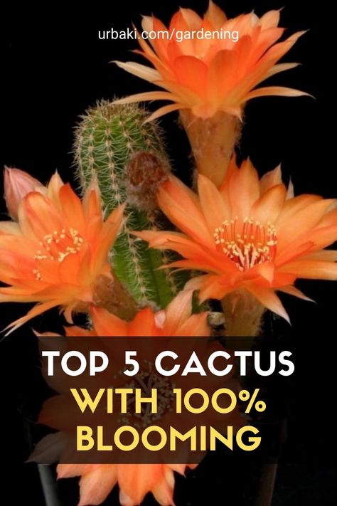 TOP 5 Cactus With 100% Blooming Blooming Cactus Plants, Cactus Garden Outdoor, Growing Cactus From Seed, Cactus Species, Indoor Cactus Garden, Mini Cactus Garden, Types Of Cactus Plants, Small Cactus Plants, Indoor Cactus Plants