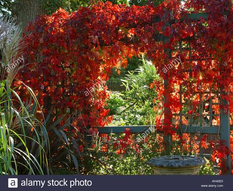 "Spaljélusthus" med vildvin Trellis Archway, Small Natural Garden Ideas, Parthenocissus Quinquefolia, Boston Ivy, Small Courtyard, Arbors Trellis, Courtyard Gardens, Small Courtyard Gardens, Virginia Creeper