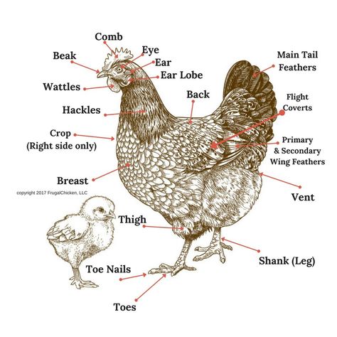 Chicken Anatomy 101 | Frugal Chicken Diy Chicken Tractor, Chicken Anatomy, Anatomy 101, Chicken Mama, Chicken Images, Chicken Coup, Chicken Little, Vet Medicine, Chicken Tractor