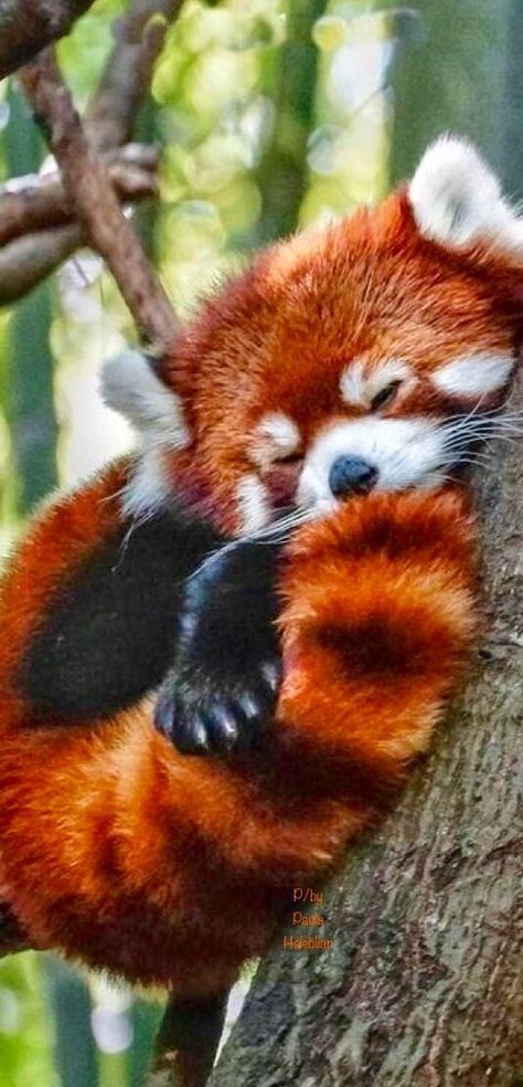 Red Panda Astethic, Red Panda Cute Wallpaper, Red Panda Aesthetic Wallpaper, Red Pandas Aesthetic, Red Panda Fursona, Red Panda Oc, Red Panda Aesthetic, Red Panda Anime, Animal Widgets