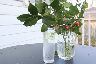 Drying Techniques for Holly Berry Bushes. If you're growing holly primarily for decking the halls, the American holly (Ilex opaca) is often the tree of choice. American holly, a tree, grows best in U.S. Department of Agriculture plant hardiness zones 5 through 9. For a more shrubby holly that grows in the same USDA zones, opt for a hybrid, such as... Preserve Leaves, Blue Spring Flowers, Holly Bush, Holly Decorations, Berry Bushes, Best Flowers, Magnolia Leaves, Flowers Arrangements, Evergreen Plants