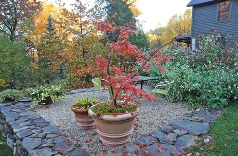 Japanese Garden Plants, House Lake, Herb Gardens, Japanese Maples, Garden Fun, Japanese Garden Design, Lake Cabin, Japanese Maple Tree, Overwintering