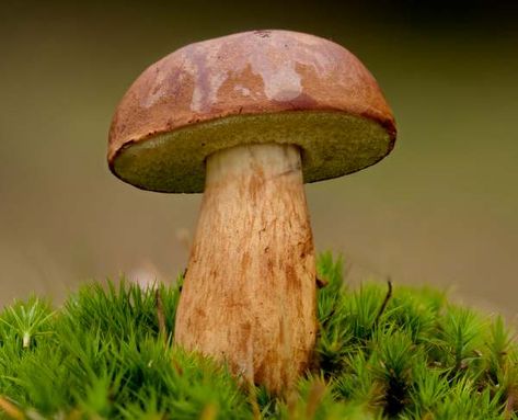 Imleria badia - Bay Bolete Bolete Mushroom, Mushroom Identification, Mushroom Images, Mushroom Drawing, Slime Mould, Edible Mushrooms, Natural Laundry, Art Terms, Stuffed Mushroom Caps