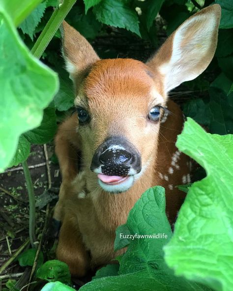 This is Blu, with the amazing blue eyes! To help raise funds for the fawns care I have prints in my Etsy Shop along with other items. I… Blue Eyed Animals, Deer Eyes, Doe Eyes, Aesthetic Y2k, Blue Eyed, Baby Deer, Raise Funds, Blue Eyes, The Amazing