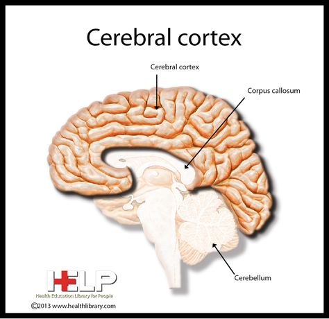 Cerebral Cortex Cerebral Cortex Brain, Corpus Callosum, Cerebral Cortex, Cognitive Science, Circulatory System, Book Art Diy, Med School, Occupational Therapy, Neuroscience