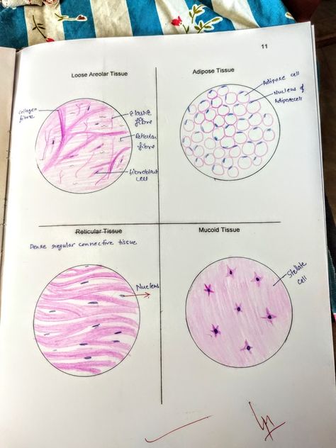 10 b Connective tissue loose areolar ...adipose... Dense regular...mucoid Loose Connective Tissue Histology, Areolar Connective Tissue Drawing, Epithelial Tissue Drawing, Connective Tissue Notes, Connective Tissue Anatomy, Connective Tissue Histology, Connective Tissue Drawing, Dense Irregular Connective Tissue, Areolar Connective Tissue