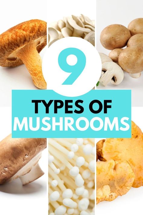 Master the art of mushroom cooking with our guide to 9 types of mushrooms - unlocking culinary creativity one variety at a time! Experiment with different mushroom varieties to create mouthwatering dishes that will impress even the most discerning palates. Guide To Mushrooms, Types Of Mushrooms Cooking, Different Mushroom Types, Mushroom Types Edible, Cooking With Mushrooms, Mushroom Types, Different Types Of Mushrooms, Different Mushrooms, Mushroom Dishes