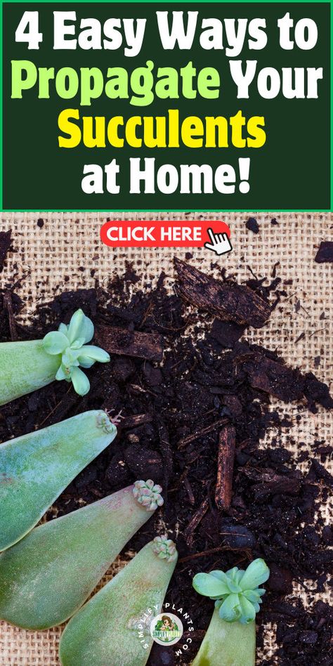 Propagate Succulents From Leaves, Propagation Tips, Succulent Propagation, Succulent Collection, Propagation Station, Propagating Succulents, Cactus Plants, Our Home, House Plants