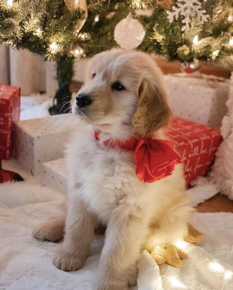 Zero Dog House, Cat In Christmas Hat, Cat With Christmas Hat, Zero The Dog, Golden Retriever Puppy Christmas, Christmas Doggies, Zero Dog, Cat In Christmas, Christmas Pet Photos