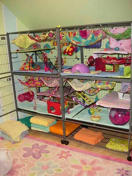 Rat Setup, Rat Cage Setup, Pet Rat Cages, Rat Care, Rat Cage Accessories, Hamster Stuff, Chinchilla Cage, Dumbo Rat, Pet Rodents