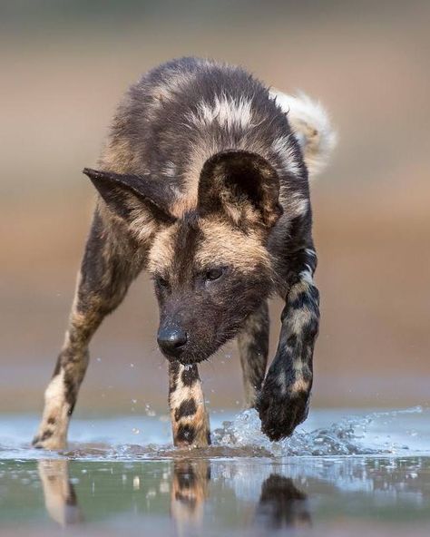 African Wild Dog (Lycaon pictus) / Lycaon / Image by hendriventer (HendriVenter Photography) from instagram African Wild Dog Aesthetic, African Wild Dog Photography, African Wild Dog Therian, Hyena Photography, Canine Aesthetic, Therian Types, Feral Dog, African Painted Dog, African Hunting Dog