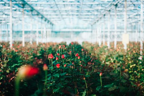 Greenhouse roses growing under daylight. by simbiothy. Greenhouse roses growing under daylight. Roses are grown in a greenhouse for sale#growing, #daylight, #Greenhouse, #roses Rose Greenhouse, Rose Cultivation, Roses Growing, Buy Greenhouse, Greenhouse Farming, Greenhouses For Sale, Best Rose, Farming Techniques, Greenhouse Garden