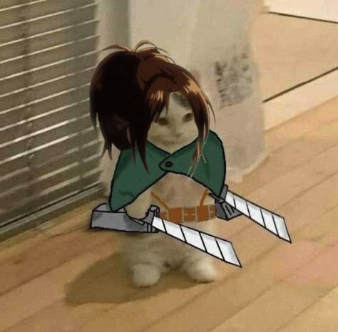 Anime Kitten, Hanji Zoe, Aot Memes, Hange Zoe, Cat Pfp, Pfp Anime, Anime Cat, Anime Pfp, On The Floor