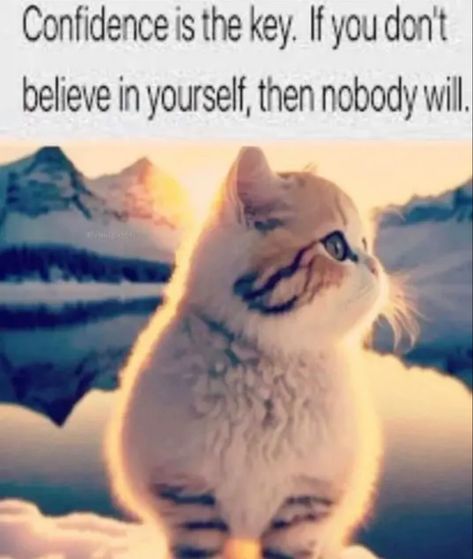 Silly Cats With Captions, Cat Attention Meme, Real Memes, Cute Cat Cheer Up Meme, Cute Good Morning Cat Memes, Silly Cats Pictures, Silly Cats, Cat Whisper Memes, Confidence