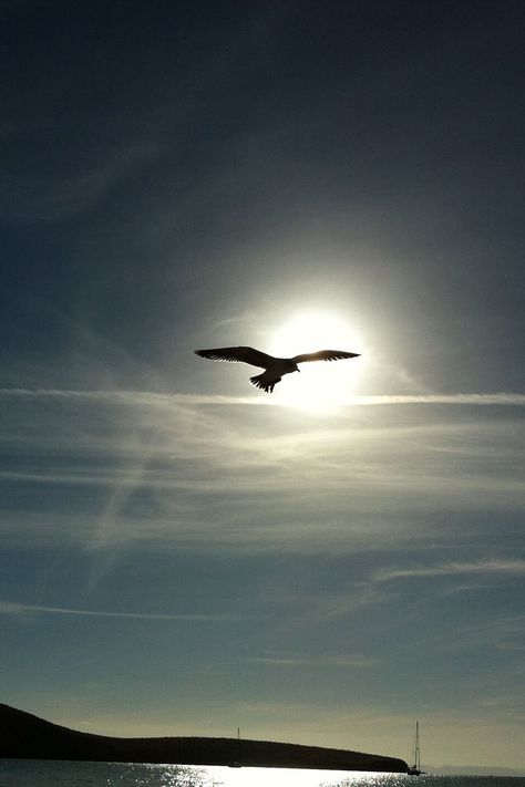 Bird Flying in the Middle on the Air Under Clear Blue Sky during Daytime Seagull Silhouette, Calming Pictures, Dramatic Sky, Bird Flying, Birds In The Sky, Fire Photography, Bridal Ideas, Beautiful Flowers Photos, Fly Free