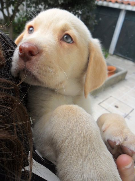 Dudley Labrador, Cute Lab Puppies, Goofy Dog, Yellow Labrador Retriever, Crazy Dog Lady, Lab Puppy, Labrador Retriever Puppies, Pretty Dogs, Lab Puppies