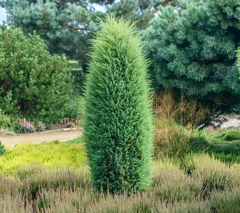 Juniperus communis 'Hibernica' (Irish Juniper) Evergreen Landscape, Italian Cypress, Juniperus Communis, Bush Plant, Front Gardens, Exclamation Point, Planting Shrubs, Traditional Garden, Buy Plants