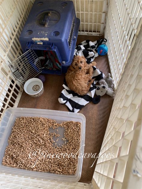 The first few days | pinewoodcavapoos Big Pen, Puppy Litter, Puppy Room, Play Pen, Puppy Crate, Crate Bed, Couples Toys, Bully Sticks, Tiny Puppies