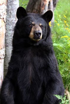 Untitled Black Bear Reference Photo, Black Bear Photos, Anime Animals Wallpaper, Bear Reference, Tattoo Bear, Black Bears Art, Wild Bear, American Black Bear, Bear Tattoos