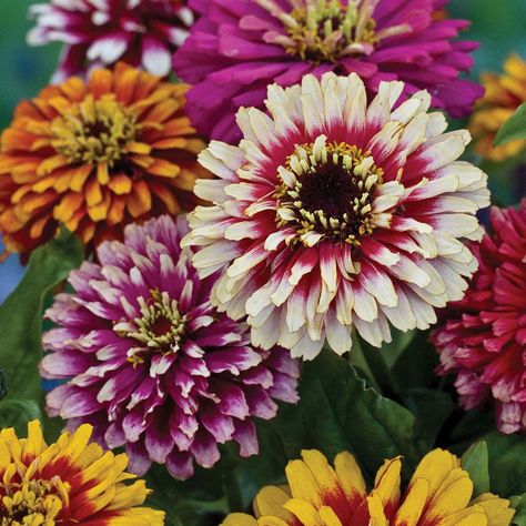 Zinnia elegans 'Whirlygig Mixed' (Seeds) - Half Hardy Annual Seeds - Van Meuwen Zinnia Seeds, Zinnia Elegans, Flower Seeds Packets, Zinnia Flowers, Summer Bouquet, Annual Flowers, How To Attract Hummingbirds, Attract Butterflies, Organic Seeds