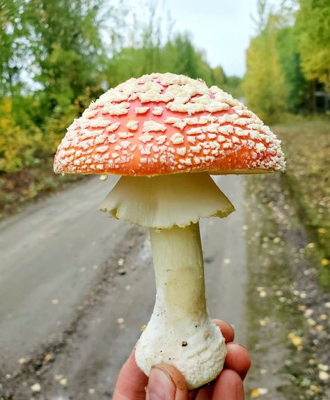 Mushroom Tincture, Mushroom Amanita, Mushroom 3d, Mushroom Supplements, Fly Agaric Mushroom, Mushroom Benefits, Tumblr Food, Amanita Muscaria, Fly Agaric