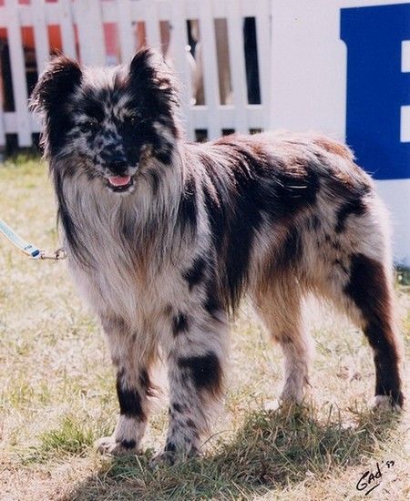 Pyrenean Shepherd, Akc Breeds, Rough Collie, Border Collie Dog, Smart Dog, Pyrenees, Mans Best Friend, Border Collie, A Face