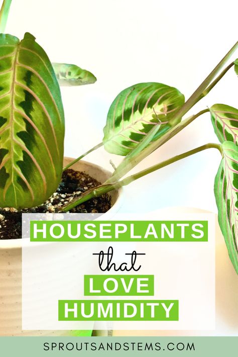 Humidity is extremely important for a lot of houseplants! Check out this list of different plants that love humidity so that you can be sure to provide your plants with what they need | houseplant humidity, houseplant humidity tray, humidity tray, houseplant humidifier Plants That Like Humidity, Plants That Need Humidity, Plants That Love Humidity, Humidity Loving Houseplants, High Humidity Plants, Plants Humidity, Humidity Plants, Homesteading Projects, Ikea Greenhouse