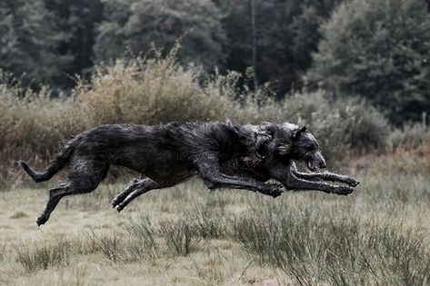 Australian Shepherd Blue Merle, Scottish Deerhound, Irish Wolfhound, Blue Merle, Wild Dogs, Cane Corso, Hunting Dogs, Australian Shepherd, Mans Best Friend