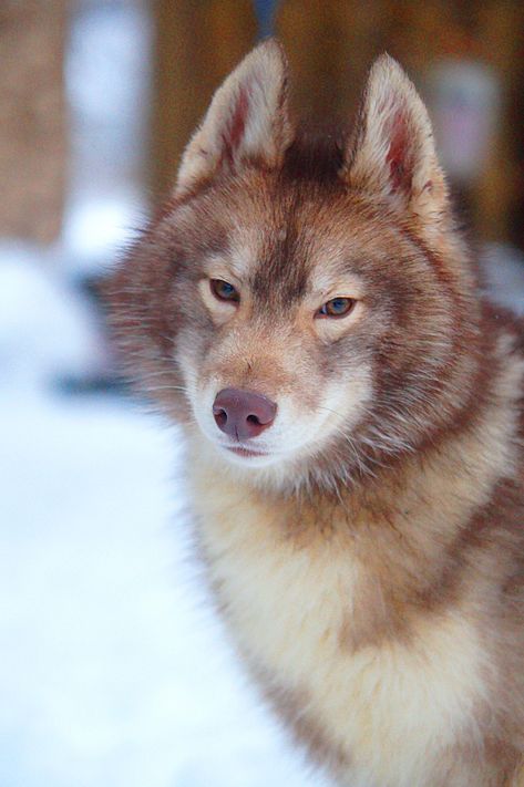 Agouti Siberian Husky, Police Canine, Animal Study, Cute Fantasy Creatures, Beautiful Wolves, Pretty Dogs, Pretty Animals, Wolf Dog, Silly Animals