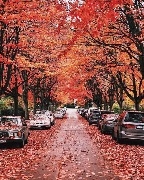 Vancouver Is Awesome on Instagram: “Soaking in the beauty of autumn while it lasts. 🍂  Thanks @stepsitake for our Daily Photo #2423! #vancouverisawesome” Vision Board Photos, Sunshine Coast, Daily Photo, Sherlock Holmes, The Beauty, Vancouver, Country Roads, On Instagram, Beauty