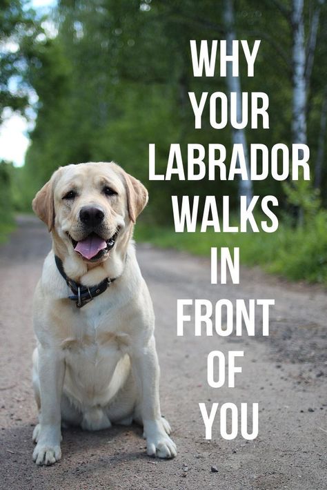 This post will show you a number of reasons why your Labrador might walk in front of you. Labrador Retriever Facts, Labrador Facts, English Labrador, Dog Behaviorist, Labrador Funny, Puppy Teething, Yellow Labrador Retriever, Labrador Retriever Puppies, Best Dog Training