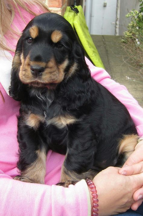 Cocker Spaniel Black And Tan, English Cocker Spaniel Black, Black Pitbull Puppies, Black Cocker Spaniel Puppies, Golden Cocker Spaniel Puppies, Tan Cocker Spaniel, Red Nose Pitbull Puppies, American Pitbull Terrier Puppy, Rottweiler Mix Puppies