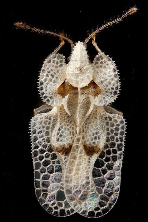 cough into my open mouth — end0skeletal: The Tingidae are a family of very... Lace Bug, Weird Insects, Cool Insects, Cool Bugs, Small Insects, 다크 판타지, Beautiful Bugs, Unusual Animals, Creepy Crawlies