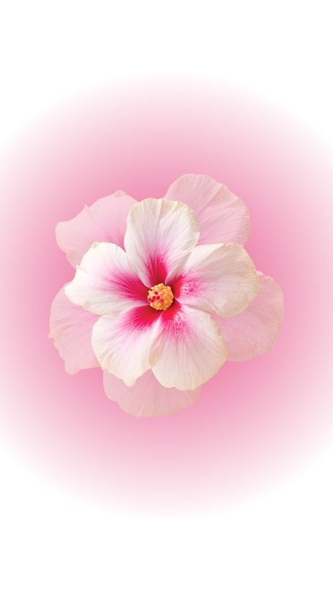 Spiritual Flowers, Flower Backround, Bow Wallpaper Iphone, Journal Flowers, Pink Flowers Background, Cute Home Screen Wallpaper, Background Phone, Cute Home Screens, Pink Flowers Wallpaper