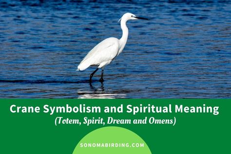 Crane Spiritual Meaning, Japanese Crane Meaning, Crane Spirit Animal Meaning, Crane Tattoo Meaning, Crane Symbolism, Crane Meaning, Bird Symbolism, Bird Meaning, Dance Meaning